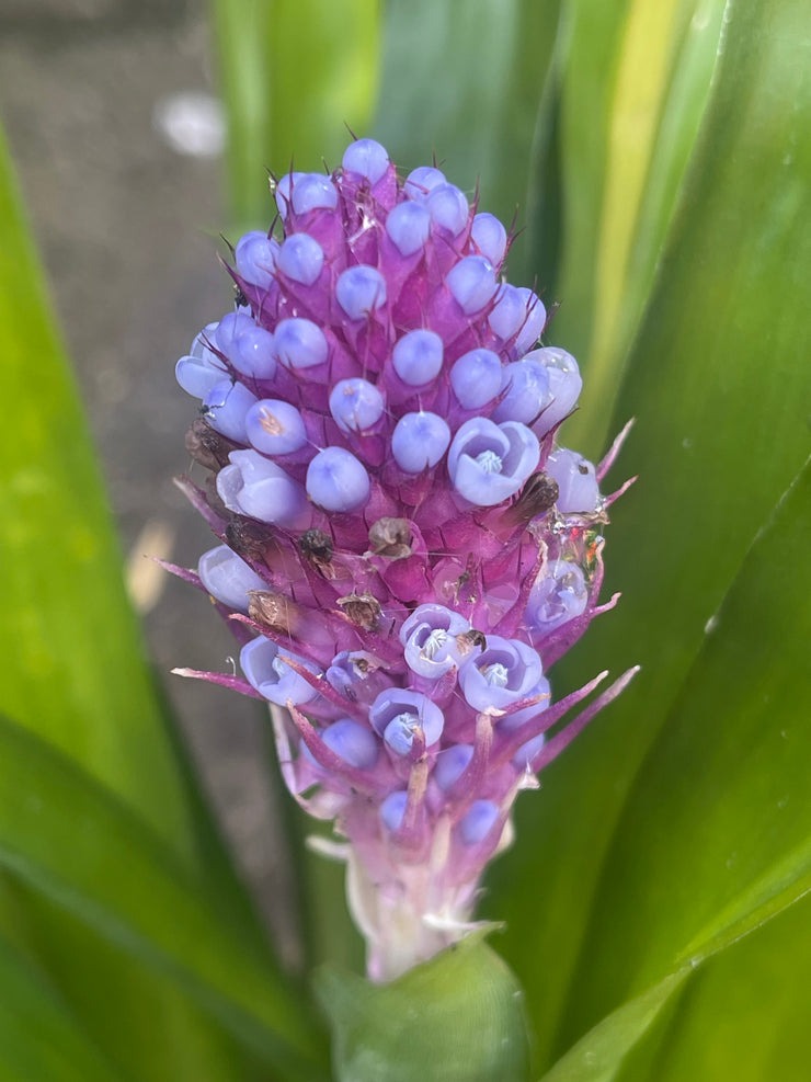 Aechmea cylindrata