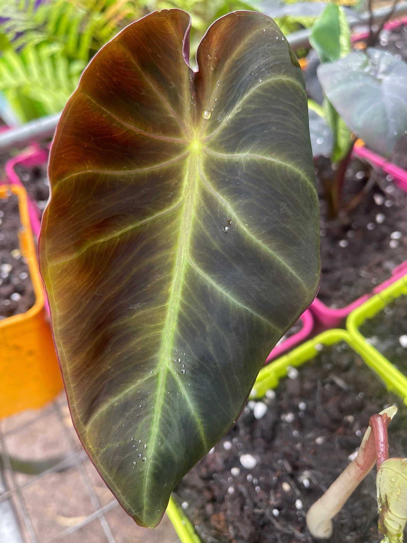 Colocasia jenningsii