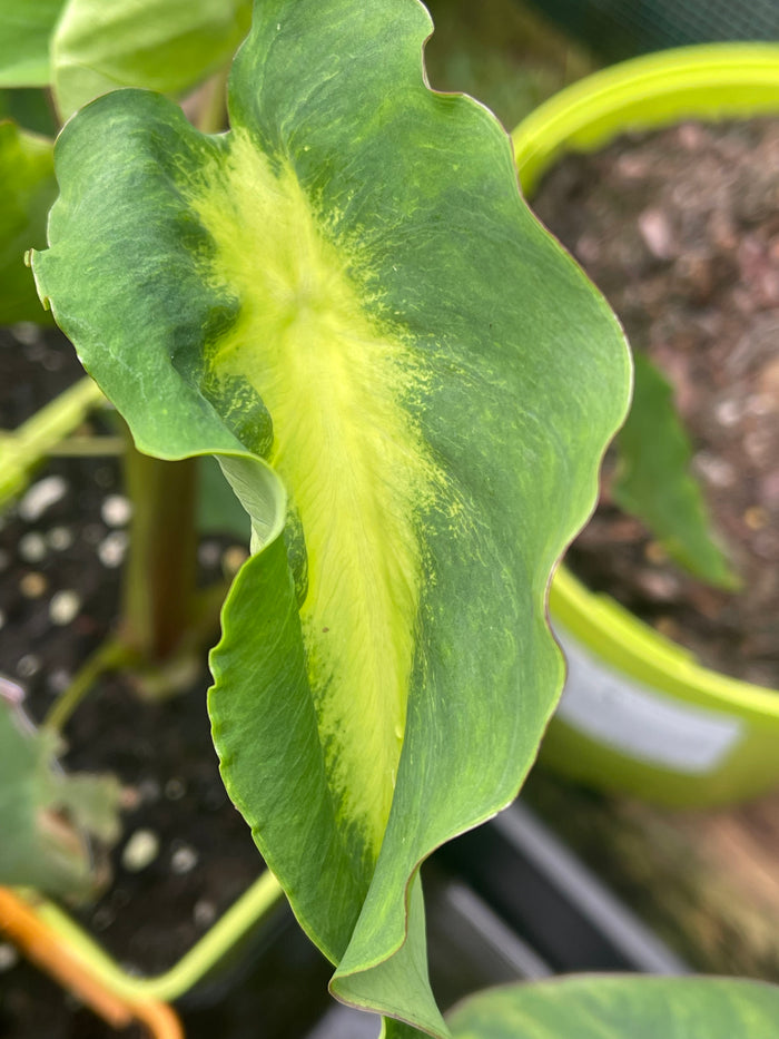 Colocasia 'White Lava'