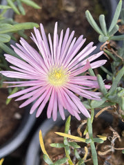 Lampranthus Pink