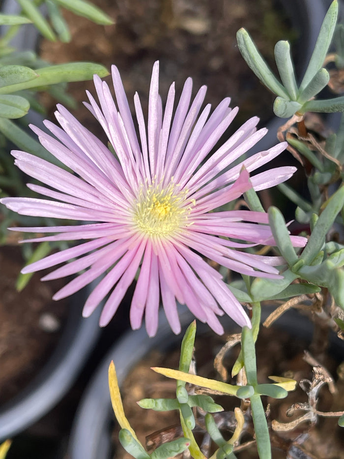 Lampranthus Pink