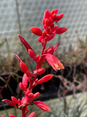 Hesperaloe parviflora