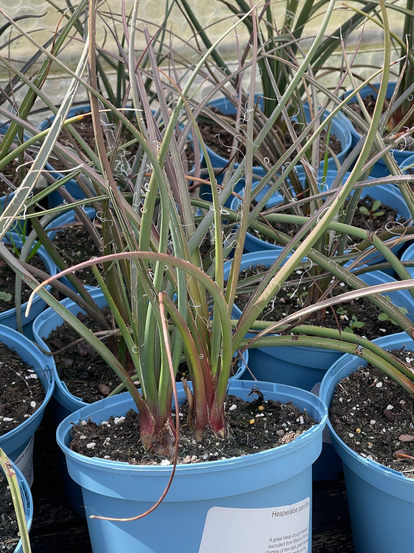 Hesperaloe parviflora
