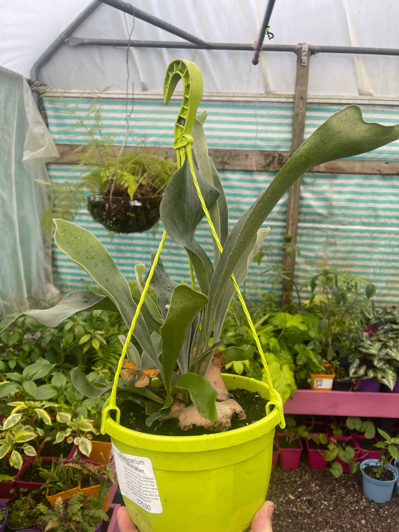 Platycerium bifurcatum