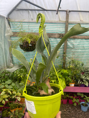 Platycerium bifurcatum