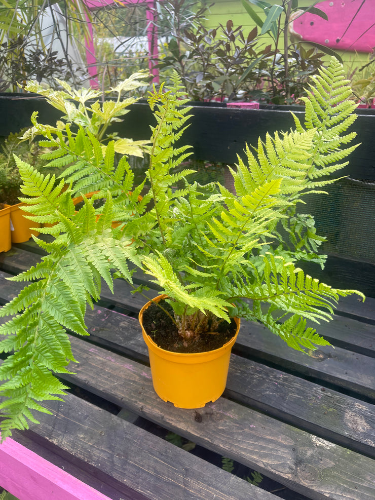 Dryopteris filix-mas