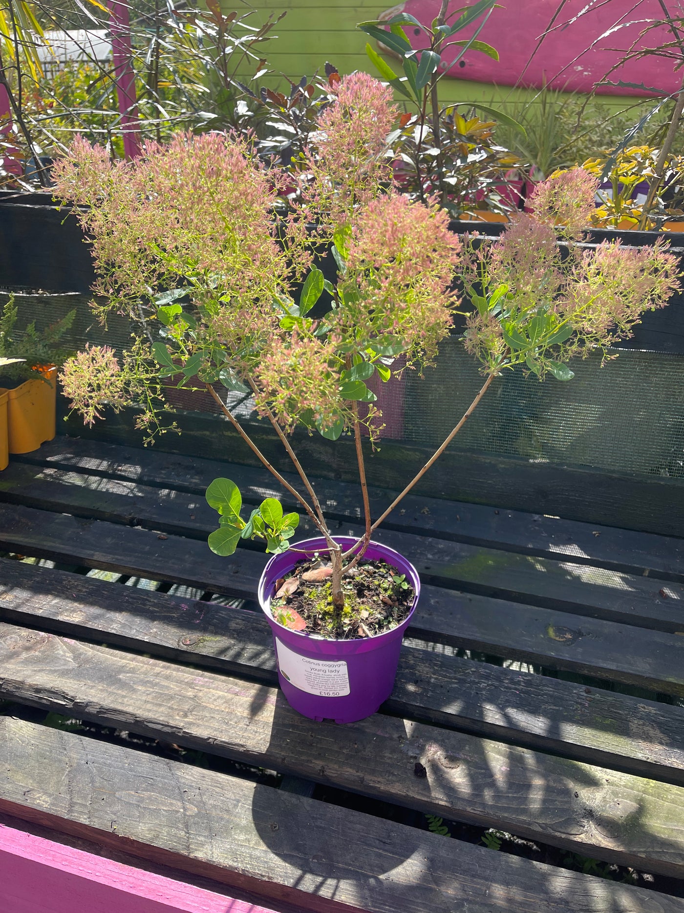 Cotinus 'Candy Floss'