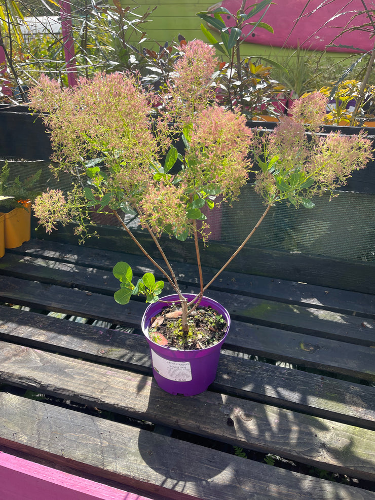 Cotinus 'Candy Floss'