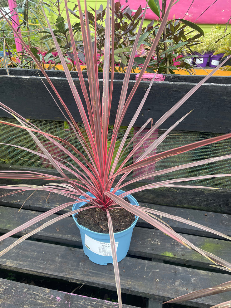 Cordyline australis 'Charlie Boy'