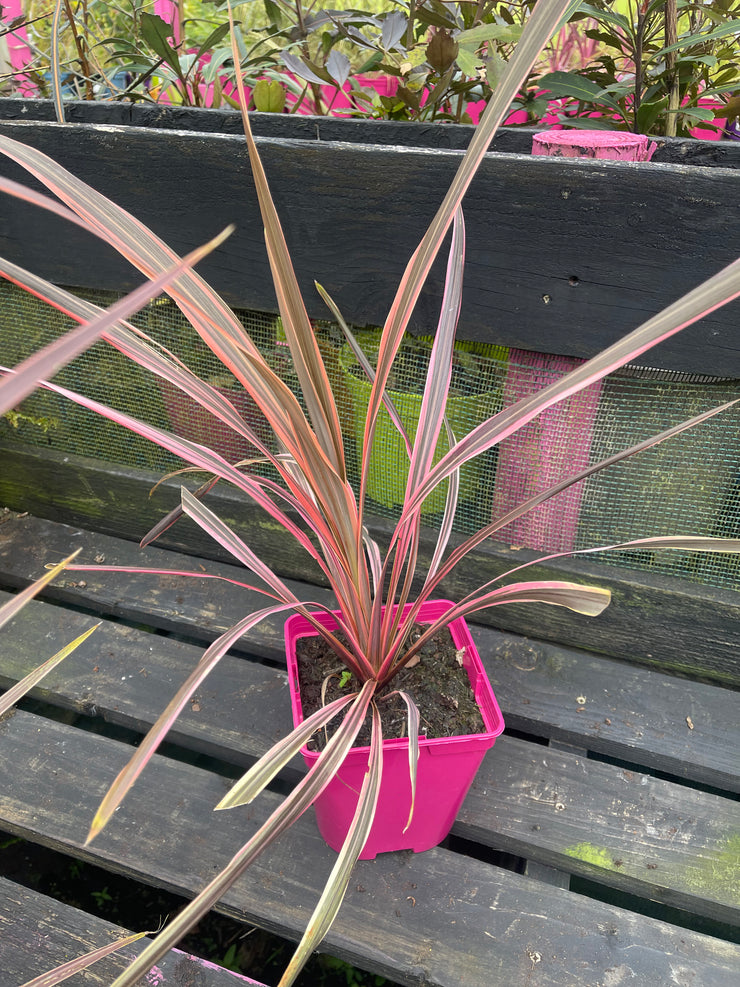 Cordyline australis 'Southern Splender'