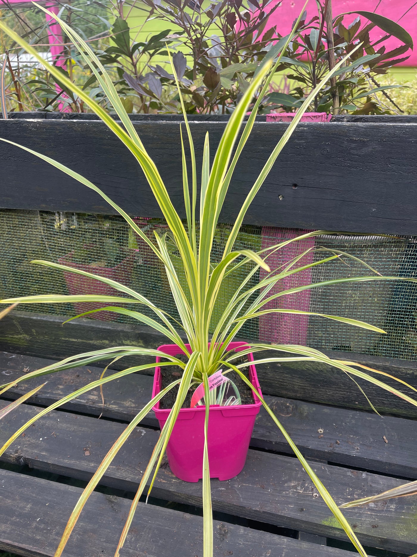 Cordyline Lime Passion