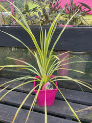 Cordyline Lime Passion