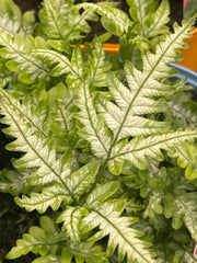 Pteris argyraea