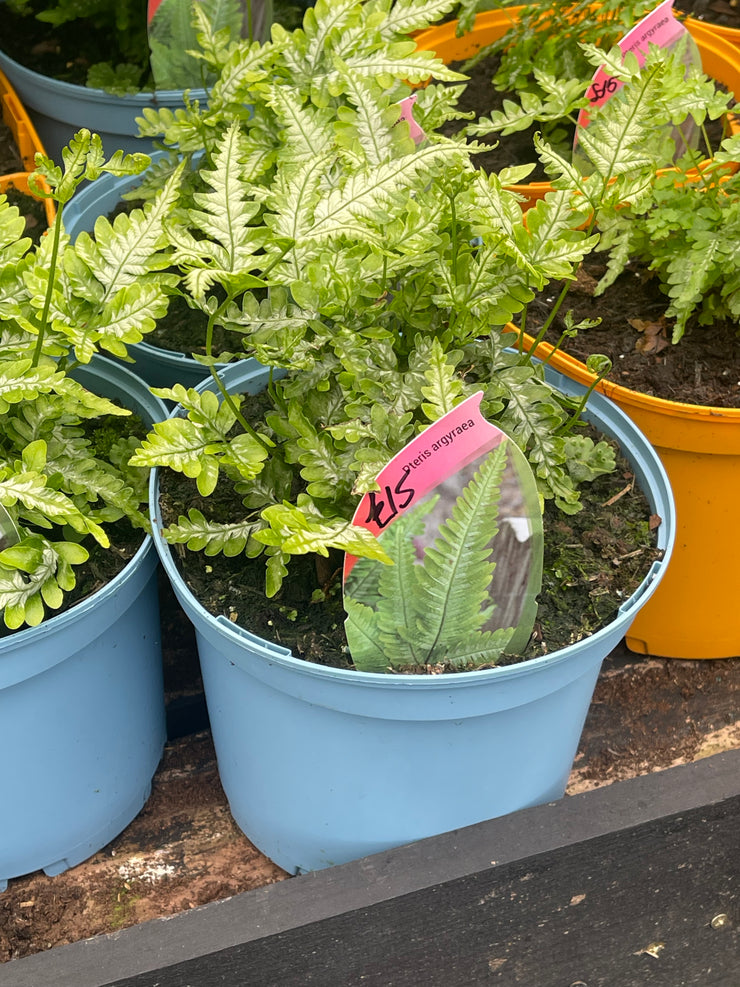 Pteris argyraea