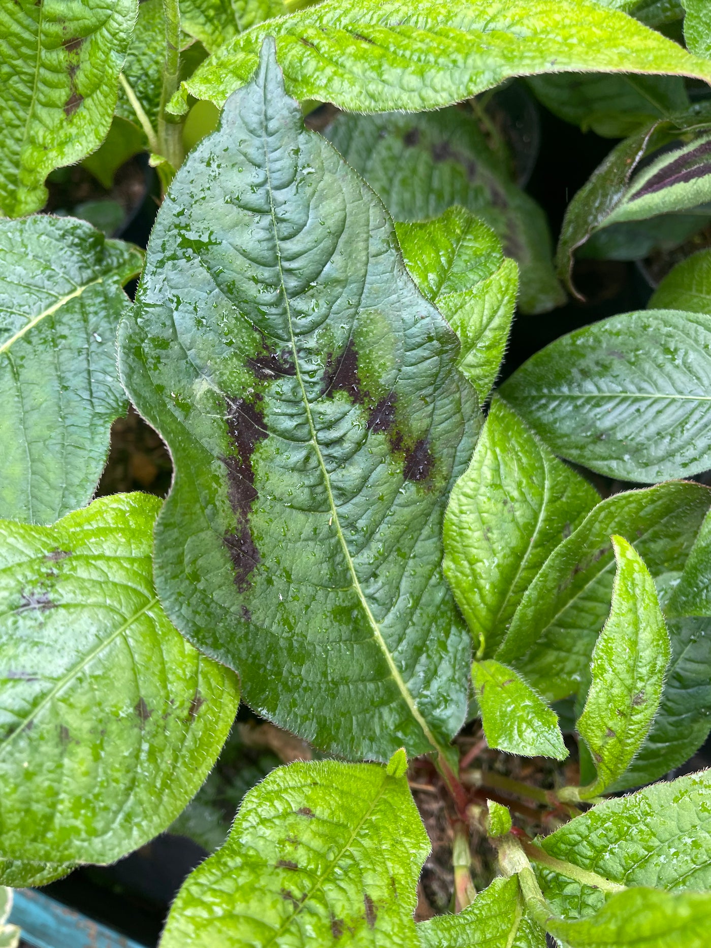 Persicaria filiformis 'Guizhou Bronze'