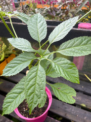 Brassaiopsis fatsiodes