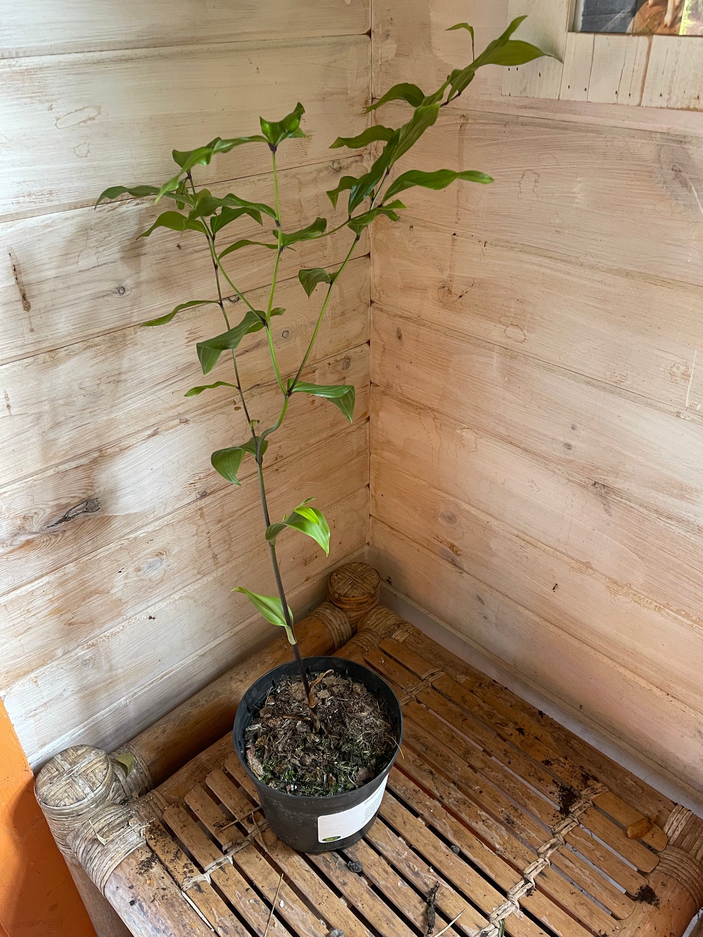 Disporum flavens