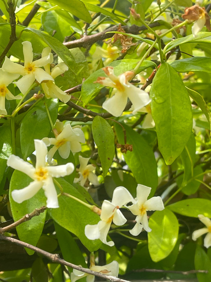 Trachelospermum jasminoides yellow