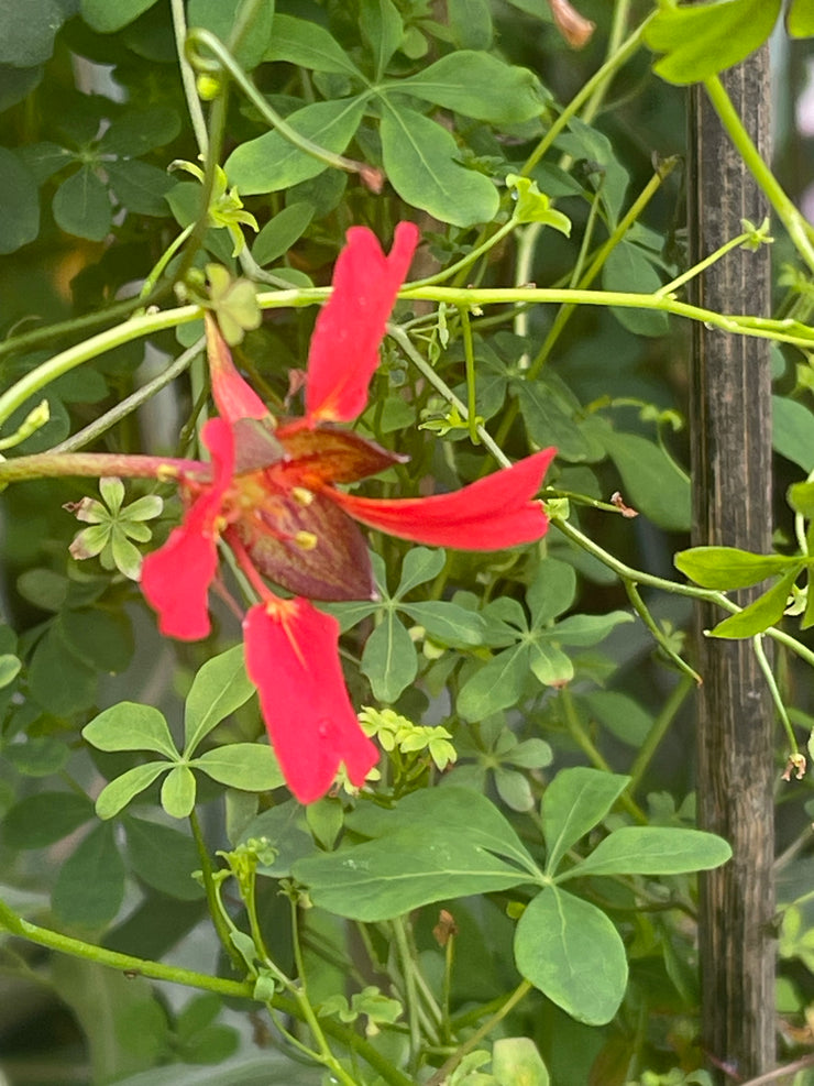 Tropaeolum speciosum