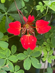Tropaeolum speciosum