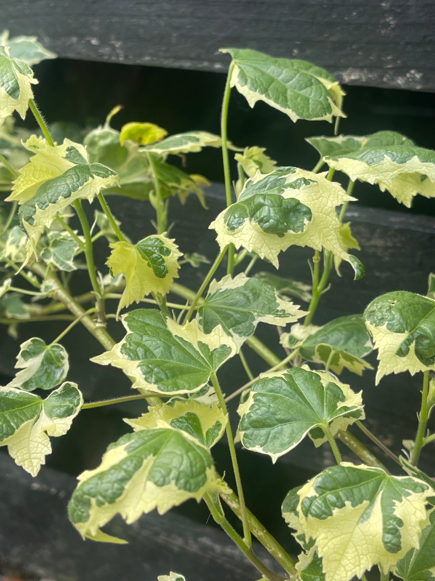 Abutilon pictum ‘Souvenir de Bonn’