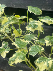 Abutilon pictum ‘Souvenir de Bonn’