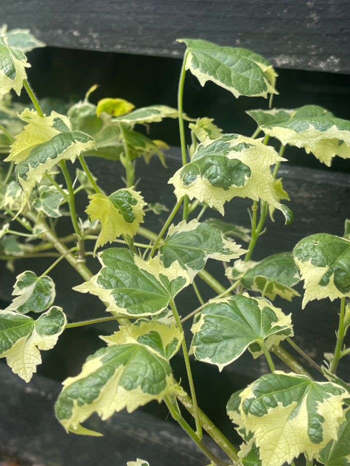 Abutilon pictum ‘Souvenir de Bonn’