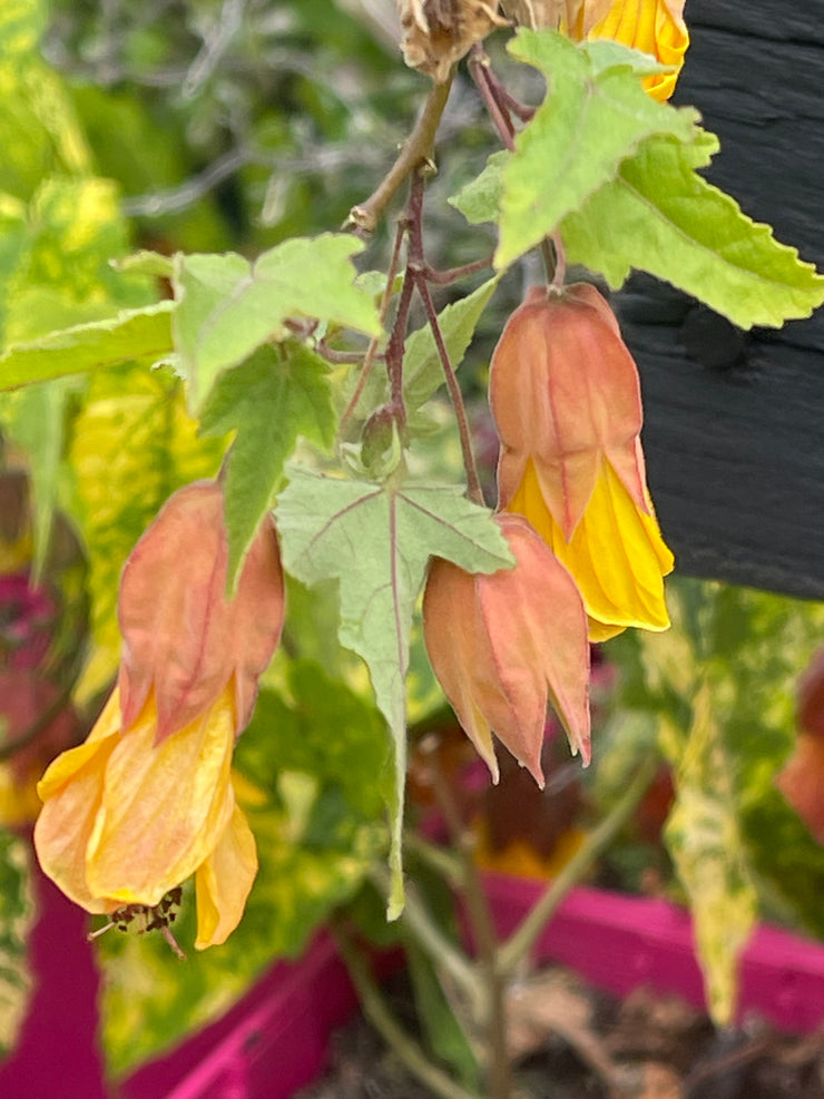 Abutilon ‘Estella’s little bird’