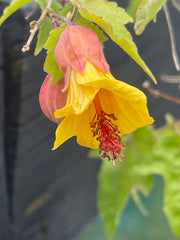 Abutilon ‘Estella’s little bird’