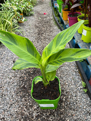 Canna 'Wolfsong'