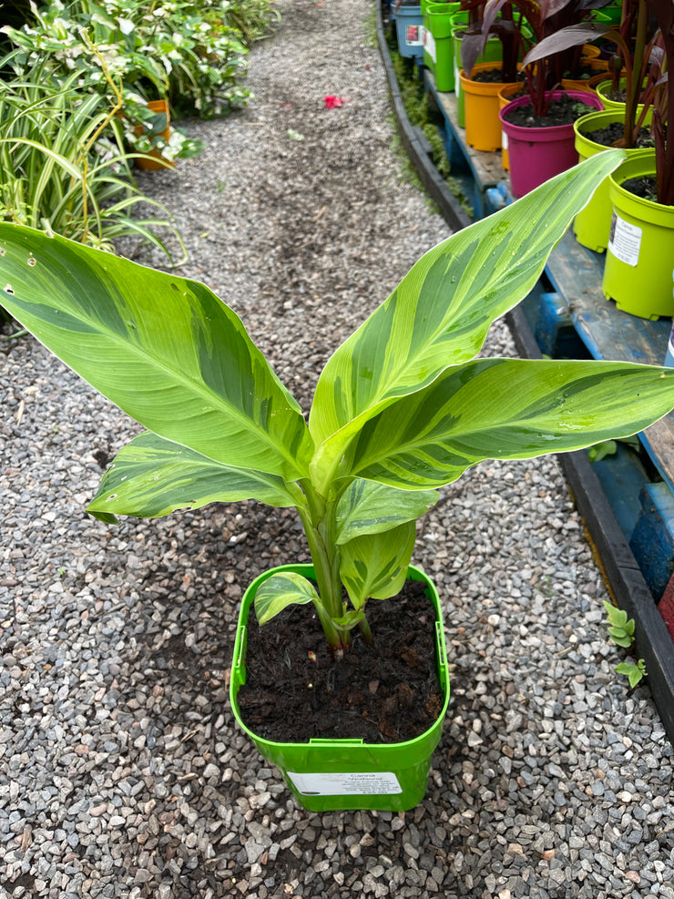 Canna 'Wolfsong'