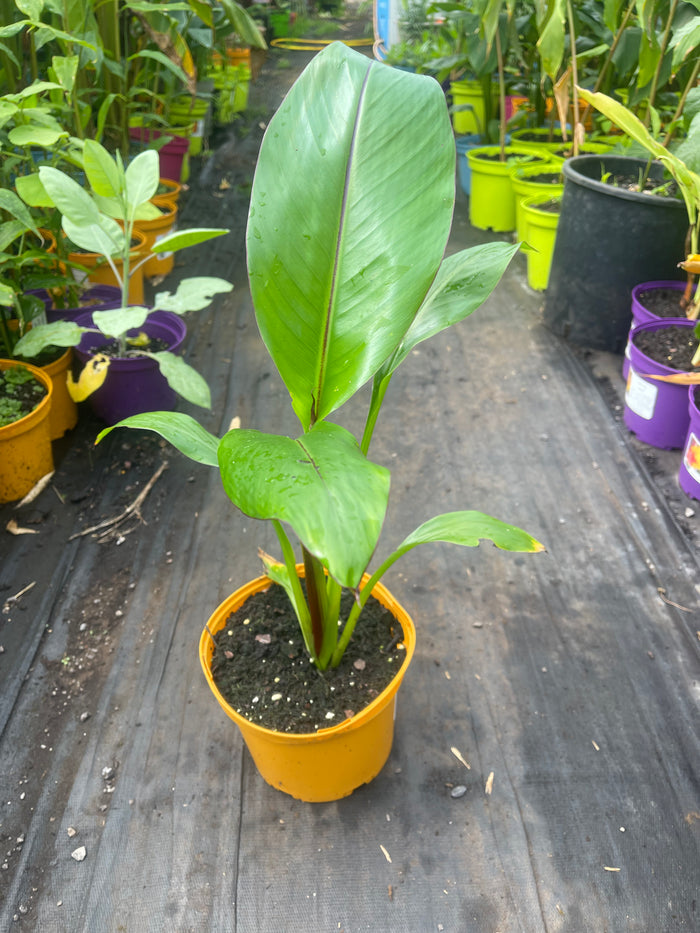Ensete ventricosum 'Montbeliardii'