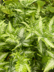 Pteris argyraea