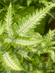 Pteris argyraea