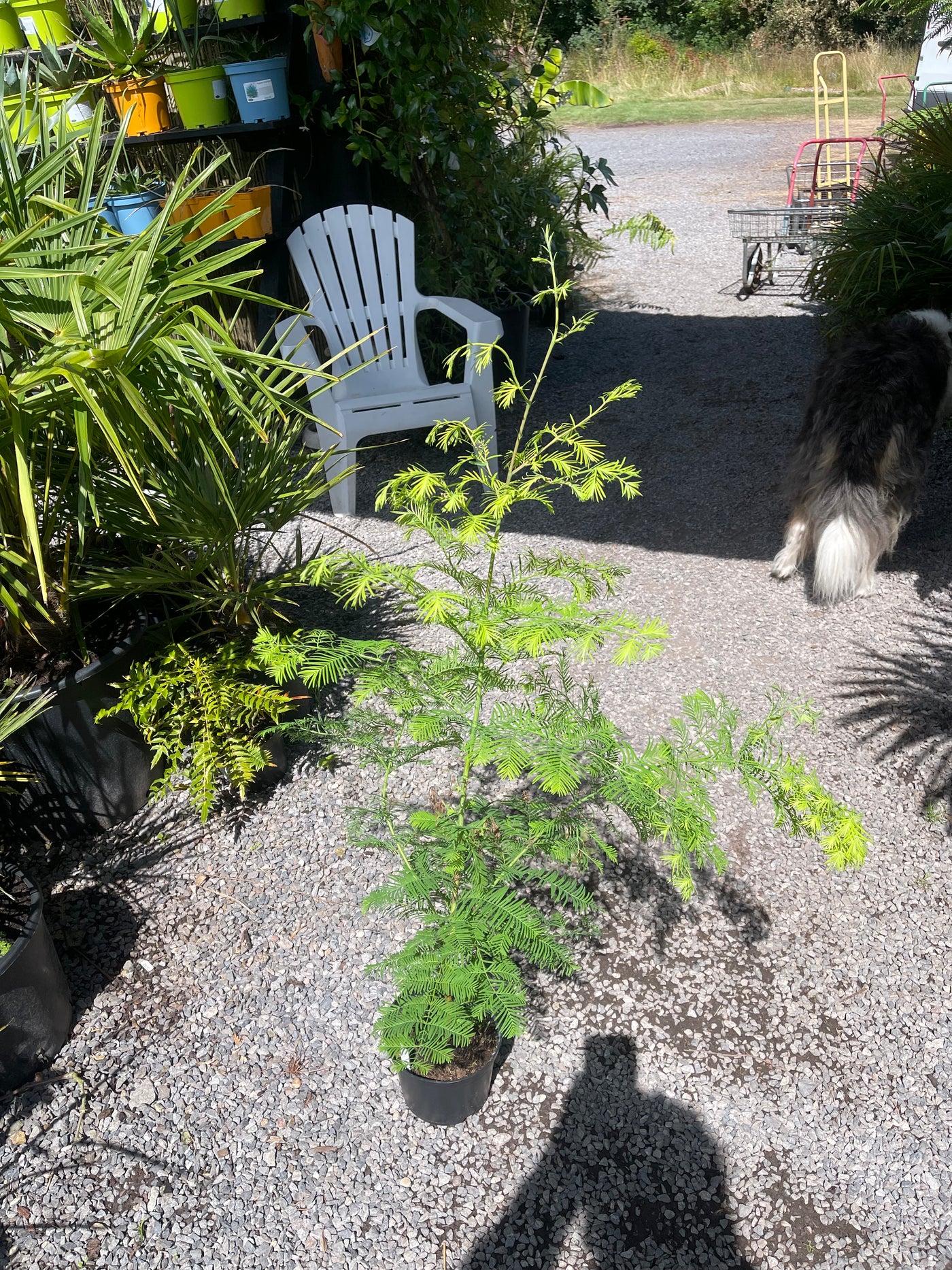 Metasequoia glyptostroboides 'Amber Glow'
