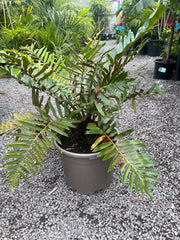 Blechnum tabulare