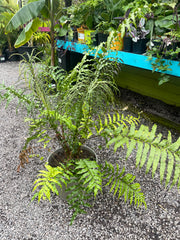 Blechnum novae-zealandiae