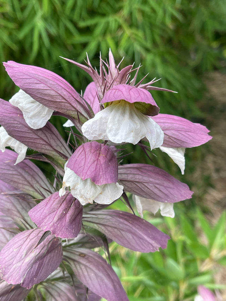 Acanthus hungaricus 'White Lips'