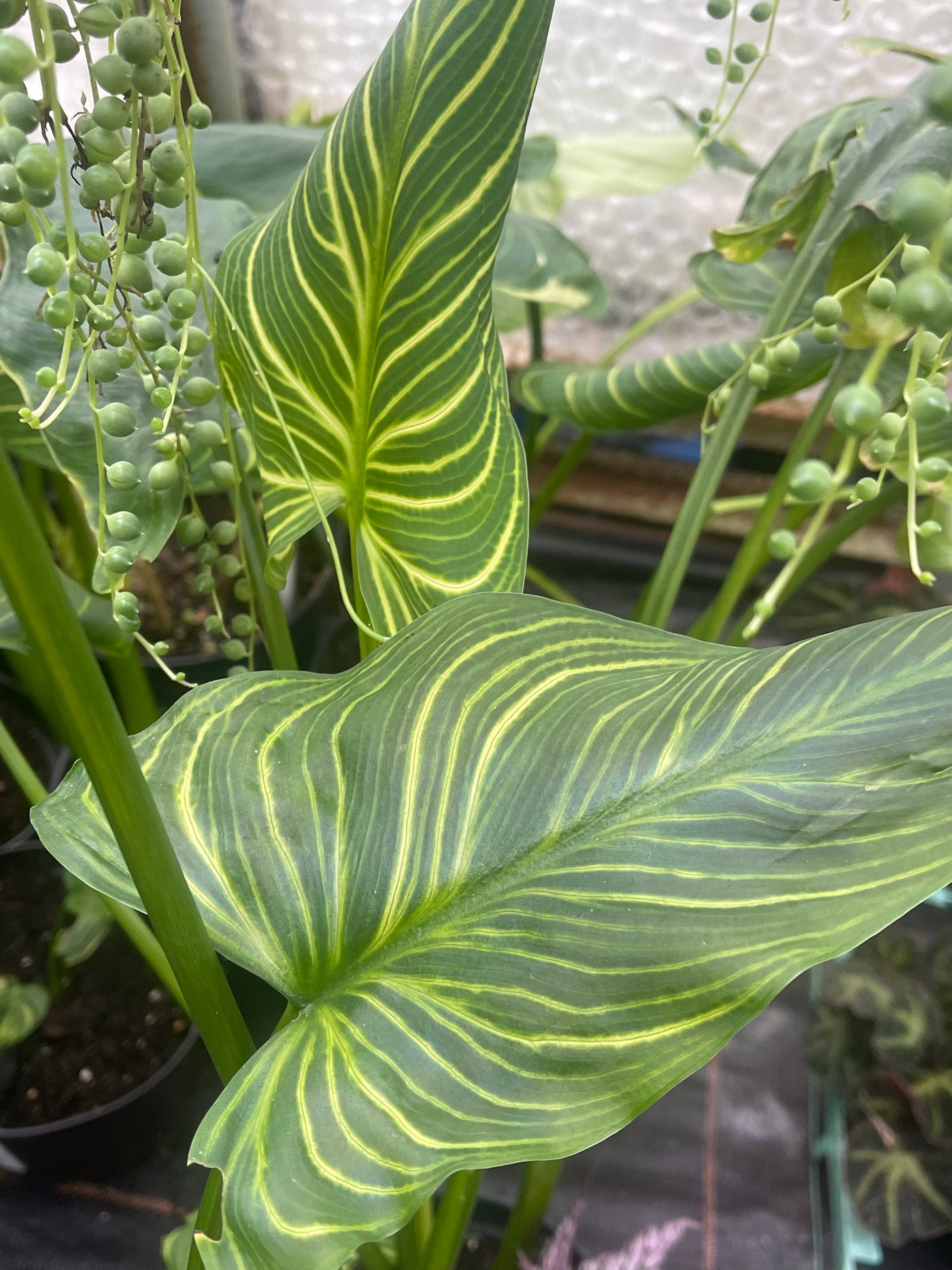Zantedeschia aethiopica 'African Gold’