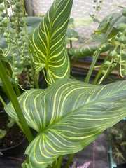 Zantedeschia aethiopica 'African Gold’