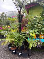Cyathea medullaris