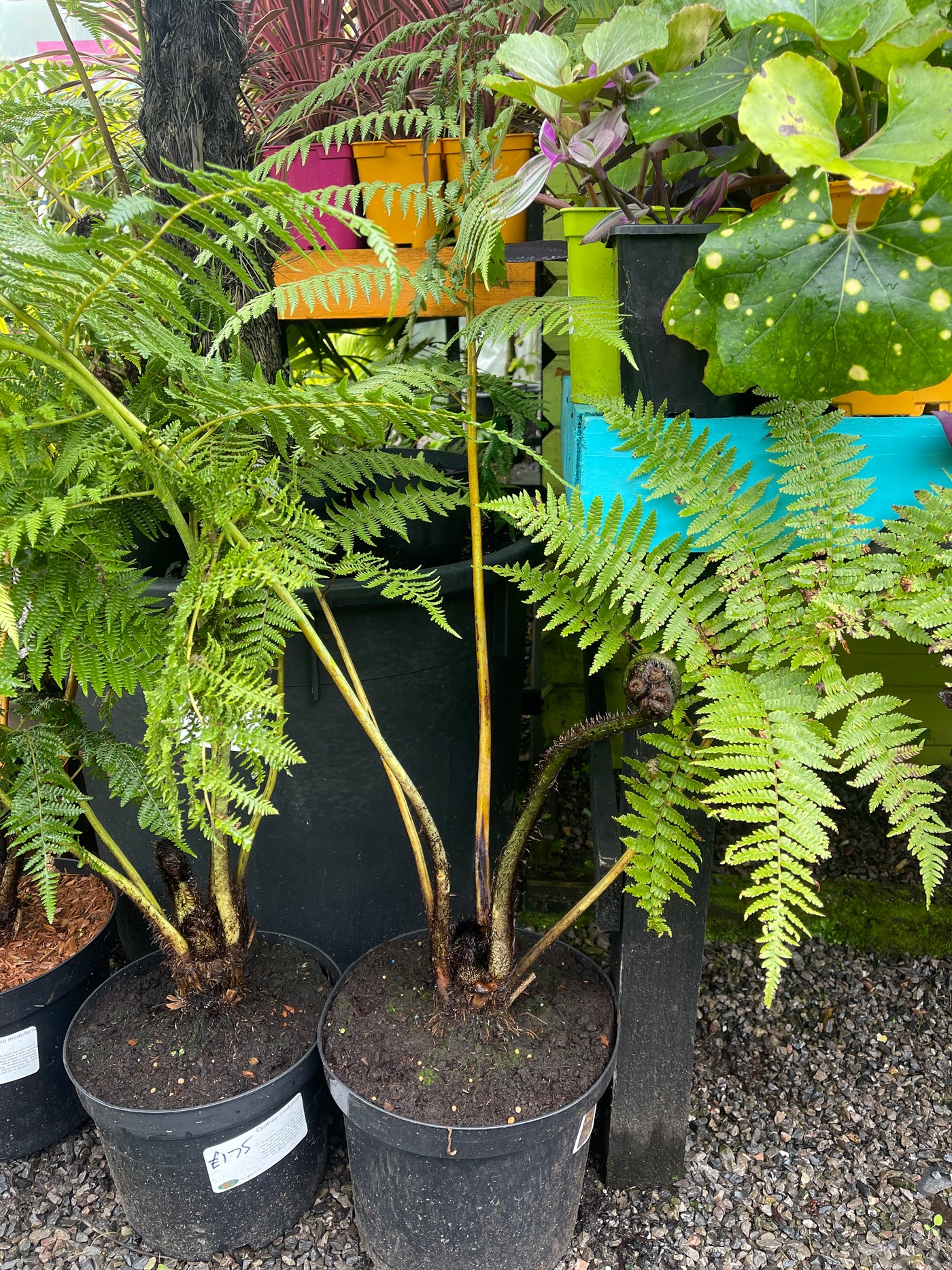 Cyathea medullaris