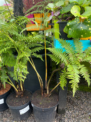 Cyathea medullaris