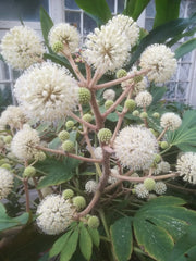 Brassaiopsis bodinieri