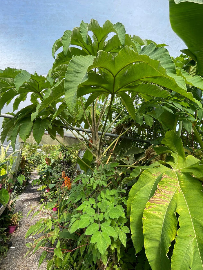 Tetrapanax papyrifer rex