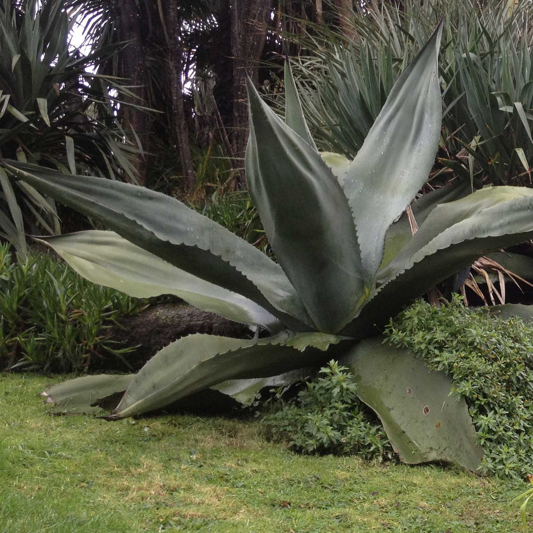 Agave salmiana ferox – Desert to Jungle