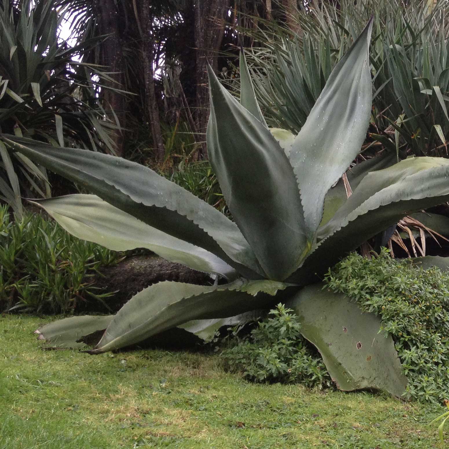 Agave salmiana ferox