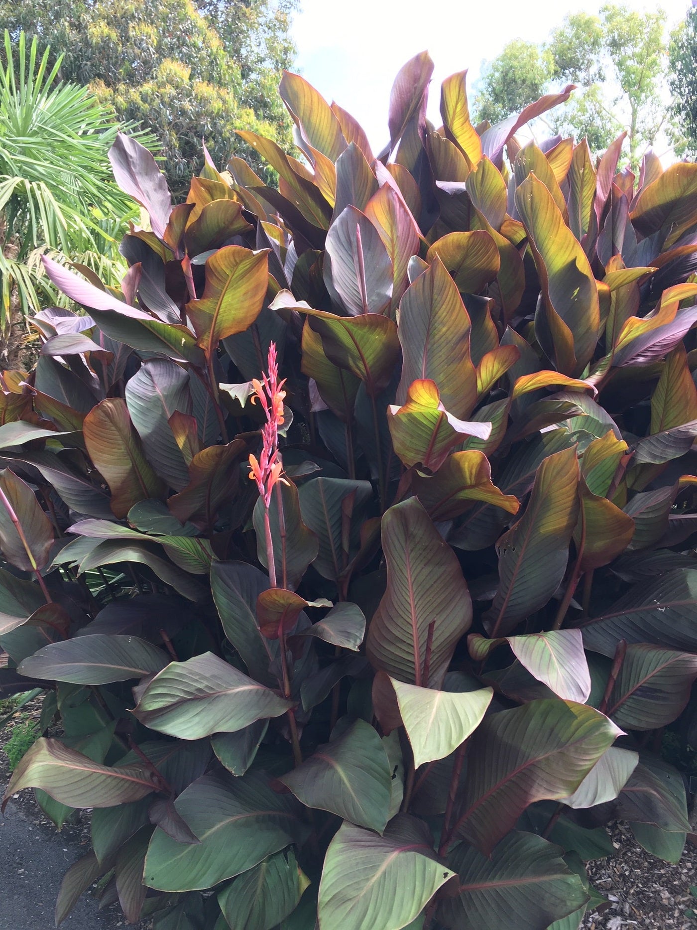 Canna indica 'Purpurea Russian Red'