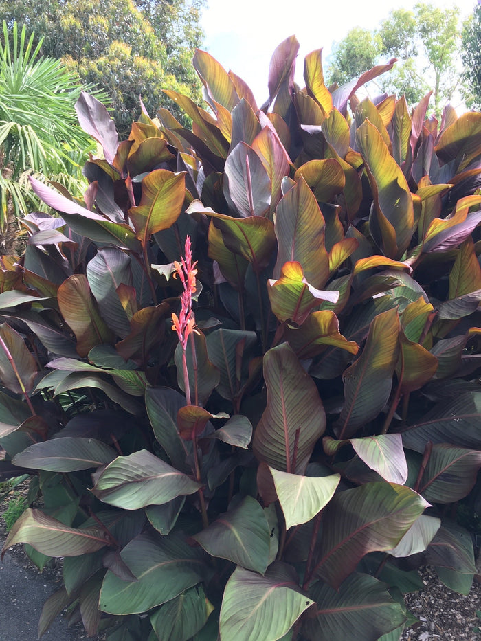 Canna indica 'Purpurea Russian Red'