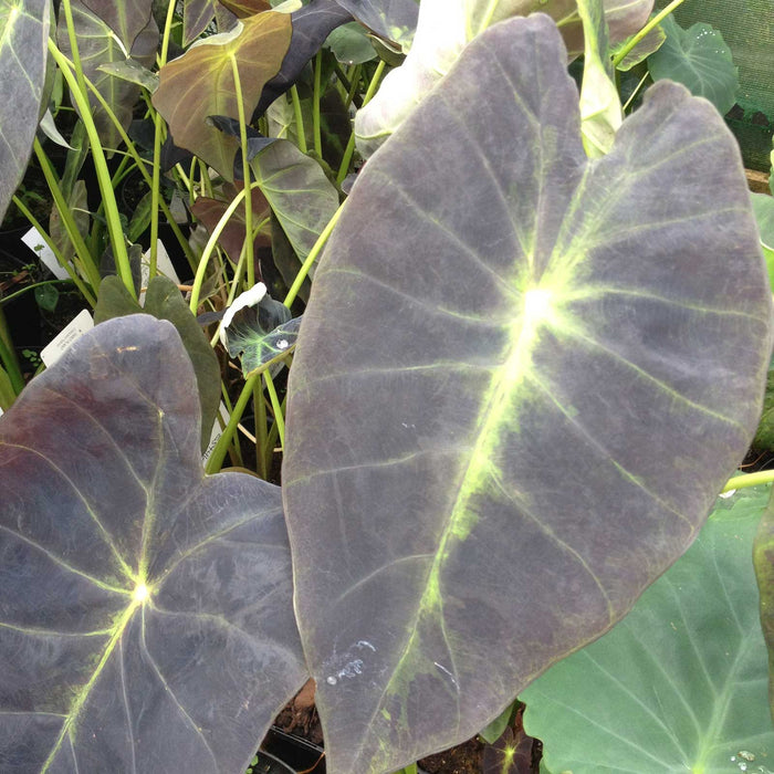 Colocasia 'Aloha'